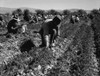 Carrot Pullers Harvesting In Coachella Valley History - Item # VAREVCHISL009EC077