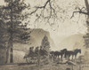 President Theodore Roosevelts Party In A Horse Drawn Carriage At Inspiration Point History - Item # VAREVCHISL044EC757