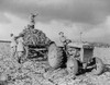 British Women'S Land Army Harvesting Beets During World War 2. The British Civilian Organization Was Created During The First World War To Free Men For The Military. Ca. 1942-43. History - Item # VAREVCHISL037EC915