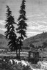 The Gold Rush History - Item # VAREVCH4DGORUEC008
