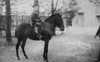 Franklin D. Roosevelt Riding 'Debbie History - Item # VAREVCHISL035EC511