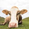 Close Up I Crop Poster Print by Aledanda - Item # VARPDX38291