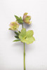 Hellebore Study I Poster Print by Felicity Bradley - Item # VARPDX36941