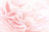 Rose 2 Poster Print by PhotoINC Studio - Item # VARPDXIN99069