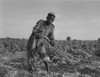 Thirteen-Year Old African American Sharecropper Boy Plowing In July 1937. Photo By Dorothea Lange. History - Item # VAREVCHISL008EC075