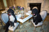 Obama Family Pets Bo And Sunny Sit At A Table In The State Dining Room. Sunny Was Adopted By The Obama Family In August 2013. History - Item # VAREVCHISL039EC779