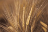 Wheat Field Poster Print by Assaf Frank - Item # VARPDXPOD60384