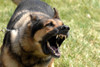 Norman A Military Working Dog Waits To Be Unleashed And Go After His Target During Training. Offutt Air Force Base Norman Nebraska April 17 2007 . History - Item # VAREVCHISL028EC136