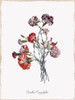 Botanical Carnation Poster Print by Kelly Donovan - Item # VARPDX19101