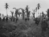 U.S. Marines In Pursuit Of Retreating Japanese On Guam Island. Sherman Tanks Lead The Assault Through Thick Brush. July 1944 History - Item # VAREVCHISL037EC018