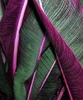 Close Up Vii Poster Print by Incado - Item # VARPDXIN99053