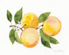 Citrus Garden Iii Poster Print by Kathleen Parr McKenna - Item # VARPDX38529