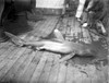 Dead Shark. Hawaiian Islands History - Item # VAREVCHCDARNAEC146
