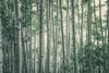 Obscured By Alters Poster Print by Eunika Rogers - Item # VARPDXR1168D
