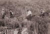 Japanese Americans On Sisal Plantation In Hawaii History - Item # VAREVCHISL017EC048
