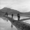 Vietnam War. Us Marines Move Along Rice Paddy Dikes In Pursuit Of The Viet Cong. Dec. 10 History - Item # VAREVCHISL033EC607