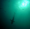 Shark Silhouetted In The Sun. Near Palau History - Item # VAREVCHCDARNAEC149