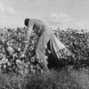 Migratory Field Worker Picking Cotton For 75 Cents Per Hundred Pounds In San Joaquin Valley History - Item # VAREVCHISL010EC001