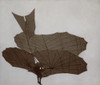 Otto Lilienthal 1848-1896 Flying The Two Surface Glider In Which He Made Sustained Scientifically Documented Flights In The Early 1890S. He Died In A Failed Flight In 1896. Lc-Dig-Ppmsca-02545 History - Item # VAREVCHISL022EC288