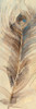 Feather Study Single Feather Poster Print by Albena Hristova - Item # VARPDX27931