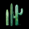 Cactus in Bloom on Black II Poster Print by Patricia Pinto - Item # VARPDX12619GA