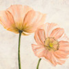 Poppies in Pink II Poster Print by Villa Luca - Item # VARPDX1LC4511