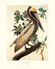 Brown Pelican Poster Print by John James Audubon - Item # VARPDX132790
