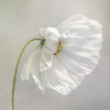 Daisy Detail Poster Print by Mandy Disher - Item # VARPDX19778