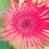 Pink Fun II Poster Print by Susan Bryant - Item # VARPDX10653C