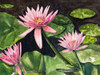 Water Lillies Poster Print by Jan Odum - Item # VARPDX13549C