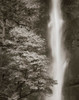 Multnomah Falls Poster Print by Lisa Audit - Item # VARPDX10061