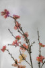 Frozen Flowers I Poster Print by Kathy Mahan - Item # VARPDXPSMHN747