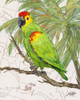 Another Bird in Paradise II Poster Print by Julie DeRice - Item # VARPDX10907