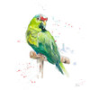 Amazon Parrot II Poster Print by Patricia Pinto - Item # VARPDX12616