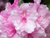 Rhododendron Poster Print by Stan Hellmann - Item # VARPDXPSHEL180