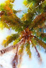 Watercolor Palms II Poster Print by Emily Navas - Item # VARPDX10542
