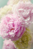 Soft Pink Blooms Poster Print by Sarah Gardner - Item # VARPDX11440H