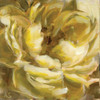 Yellow Peony Poster Print by Annie Salness - Item # VARPDXSAL102