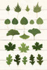 Leaf Chart I Shiplap Poster Print by Wild Apple Portfolio - Item # VARPDX46604