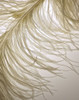 Feather Close-Up III Poster Print by Monika Burkhart - Item # VARPDXPSBHT460