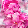 Pink Flowers II Poster Print by Alan Hausenflock - Item # VARPDXPSHSF2259