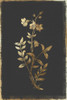 Greek Valerian Poster Print by PI Collection - Item # VARPDXPZ124A