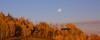 Fall Trees Moon 2 Poster Print by Sally Linden - Item # VARPDXLIN63