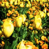 Yellow Tulips Poster Print by Alan Hausenflock - Item # VARPDXPSHSF2290