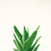 Succulent Simplicity V Neutral Poster Print by Felicity Bradley - Item # VARPDX41652