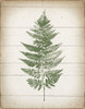 Fern Print I v2 Poster Print by Moira Hershey - Item # VARPDX38476