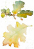Acorns and Oak Leaves I Poster Print by Lanie Loreth - Item # VARPDX12191