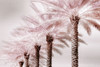 Stately Palms Poster Print by Danita Delimont - Item # VARPDX19748