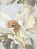 White Peony and Buds Poster Print by Lanie Loreth - Item # VARPDX12249H