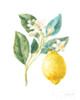 Floursack Lemon I on White Poster Print by Danhui Nai - Item # VARPDX45787